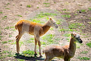 Baby European mouflon. cloven-hoofed animals in the zoo. observation of animals photo