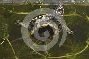 Baby European pond terrapin, Emys orbicularis takes in air after diving