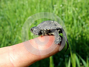 Baby European Pond Turtle on human finger