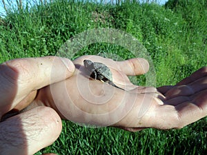 Baby European Pond Turtle at human hand