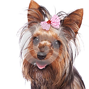 Baby face yorkshire terrier puppy dog