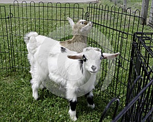 Baby Fainting Goats photo