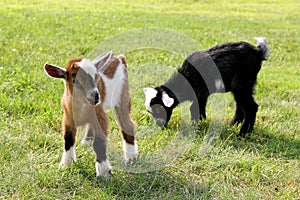 Baby Farm Goats Eating Grass