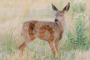 Baby fawn in the afternoon light