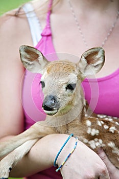 Baby Fawn Closeup