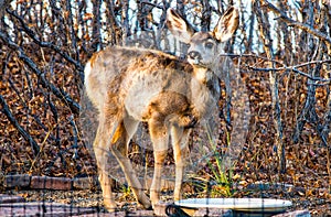 Baby Fawn Deer. Dpe, Buck Stops for Water photo