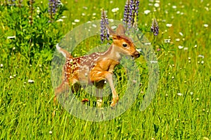 Baby fawn in field of wildflowers.