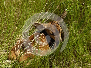 Baby fawn hiding in the grass