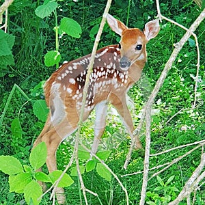 Baby fawn hiding in spring greenery