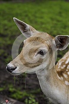 Baby Fawn