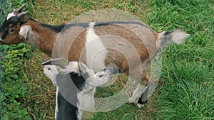 The Baby Feed The Goatling