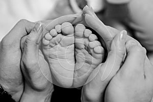 Baby feet in hands of parents of mom and dad. Love is continuation black and white concept