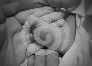 Baby feet in mom and dad hands monochrome image