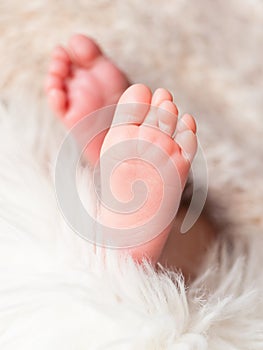 Baby feet in warm blanket photo