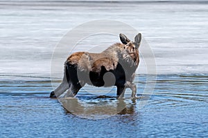 Baby female moose at Rocky Mountain National Park. Colorado