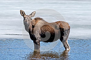 Baby female moose at Rocky Mountain National Park. Colorado