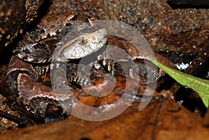 Baby fer de lance snake in Costa Rica