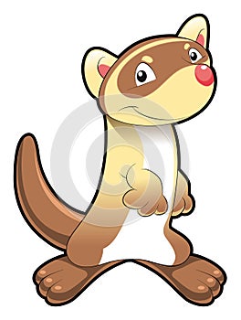 Baby Ferret