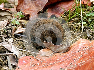 Baby Field Vole photo