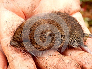 Baby Field Vole