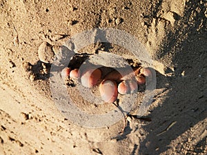 Baby fingers in the sand.Stuck baby feet in sand on sea beach on sunny day