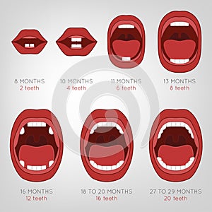 Baby First Teeth Chart