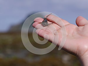 Baby fish in hand