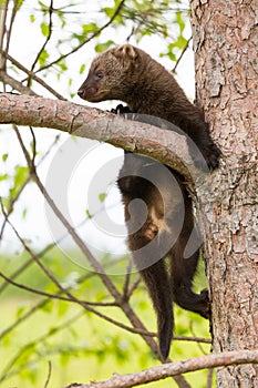 Baby fisher climbing up a aspen tree