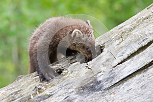 Baby fisher exploring hole in log