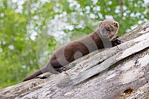 Baby fisher laying on a log