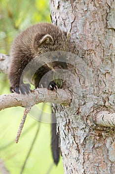 Baby fisher looking down from tree