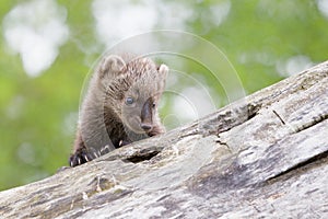 Baby fisher looking inside knot in tree