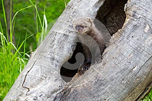 Baby fisher looking out of log