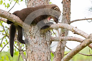 Baby fisher with mouth open