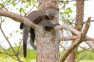 Baby fisher resting in tree