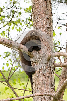 Baby fisher on tree