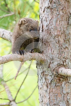 Baby fisher vertical portrait