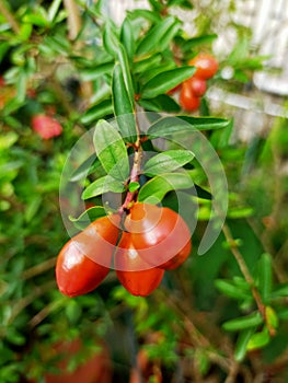 Baby flower pomegranate fruits,bloosom ,dummer fruits