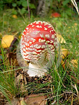 Baby Fly-agaric