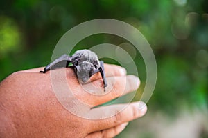 Baby flying bat sleeping and holding on hand