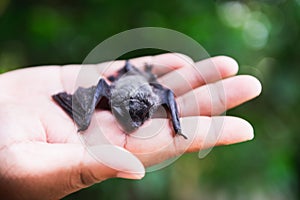 Baby flying bat sleeping and holding on hand photo