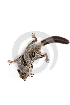 Baby flying Lemur