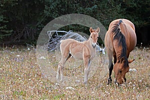 Baby Foal Colt Wild Horse with his mother in the Pryor Mountains Wild Horse Range on the border of Wyoming and Montana USA