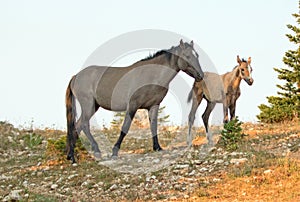 Baby Foal Colt Wild Horse with his mother in the Pryor Mountains Wild Horse Range on the border of Wyoming and Montana USA