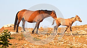 Baby Foal Colt Wild Horse with his mother in the Pryor Mountains Wild Horse Range on the border of Wyoming and Montana USA