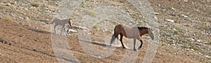 Baby Foal Colt Wild Horse with his mother in the Pryor Mountains Wild Horse Range on the border of Wyoming and Montana USA