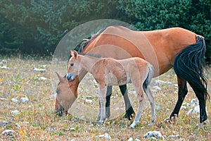 Baby Foal Colt Wild Horse with his mother in the Pryor Mountains Wild Horse Range on the border of Wyoming and Montana USA