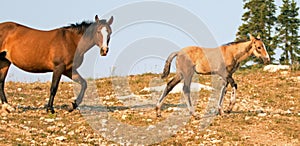 Baby Foal Colt Wild Horse with his mother in the Pryor Mountains Wild Horse Range on the border of Wyoming and Montana USA