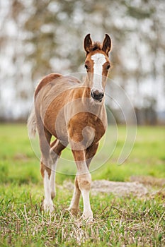 Baby foal of draught horse photo