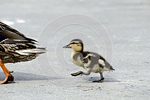 Un bambino seguire madre 